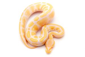 Albino ball python for sale