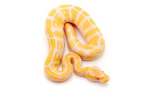 albino ball python for sale