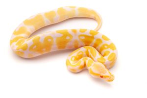 albino ball python for sale