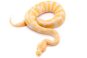 albino ball python for sale