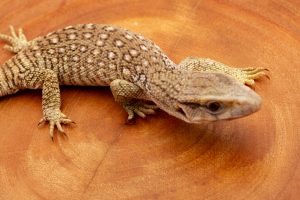 Savannah Monitor for sale