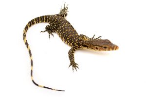 water monitor for sale