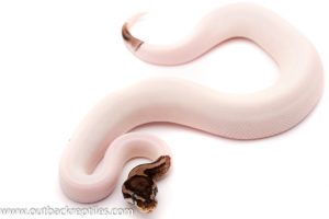 Axanthic Pied ball python for sale