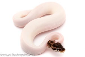 Axanthic pied ball python