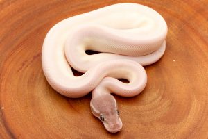 Blue eyed lucy ball python for sale