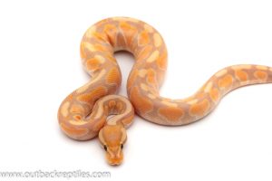 Clown ball python for sale