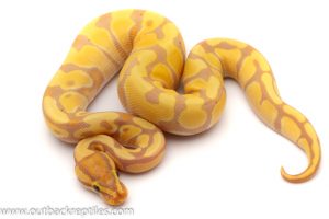 banana ball python for sale