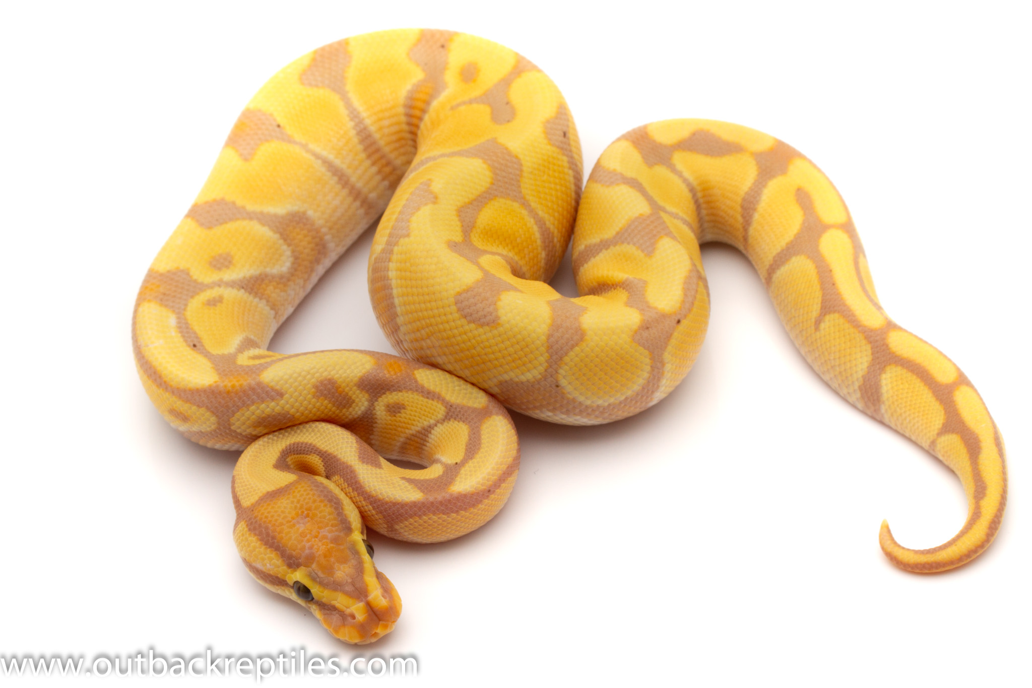 Banana Enchi Het Clown Male 130g-5380 | Outback Reptiles