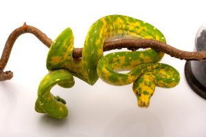 green tree python for sale