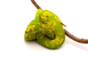 green tree python for sale