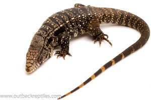 Argentine black and white tegu