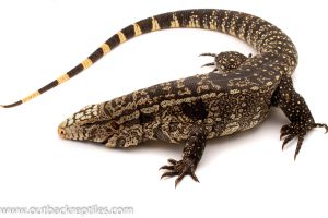 Argentine black and white tegu for sale