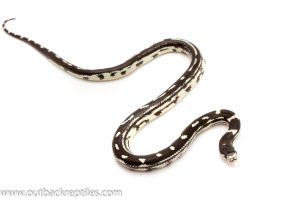 kingsnake for sale