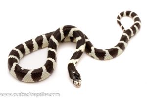 kingsnake for sale