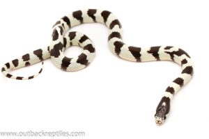 California king snake for sale