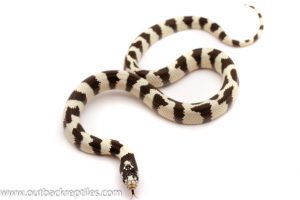 california king snake for sale