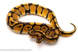 baby ball python for sale