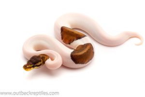 Cinnamon Pied ball python for sale