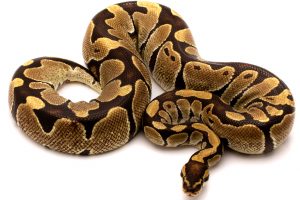 Ball python for sale