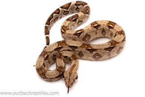 columbian red tail boa for sale