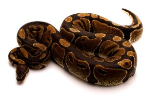 ball python for sale