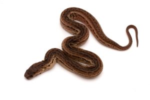 elephant trunk snake for sale