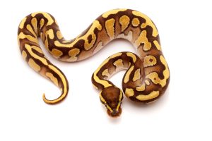 Enchi fire phantom ball python for sale