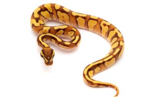 Enchi fire phantom ball python for sale