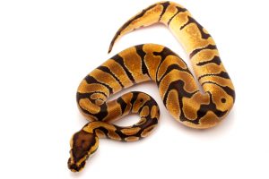 Enchi het clown ball python for sale