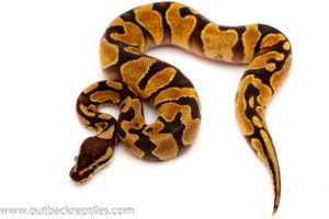 enchi ball python for sale