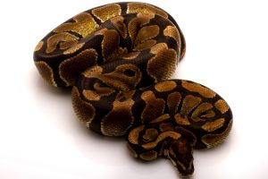 Enchi Ball python for sale