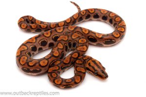 Brazilian Rainbow boa for sale