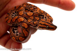 brazilian rainbow boa for sale