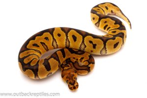 clown ball python for sale