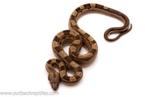 Motley Boa Constrictor for sale