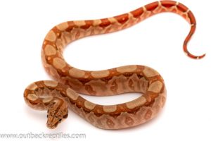 Central American Boa for sale