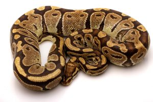 fire ball python for sale