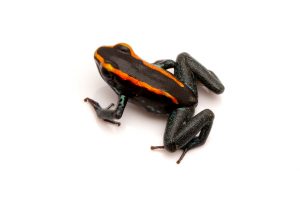 poison dart frog for sale