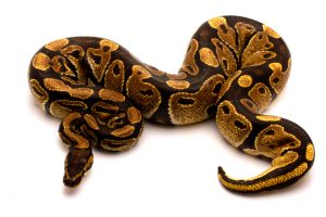 Ball python for sale