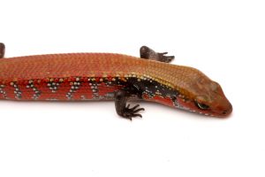 fire skink for sale