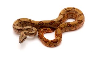 columbian boa for sale