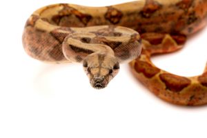 columbian boa for sale