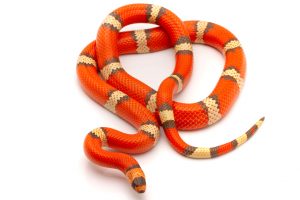 Honduran Milk Snake for sale