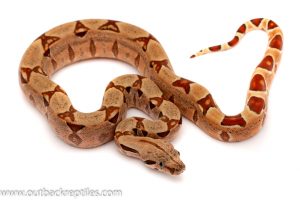 columbian red tail boa for sale