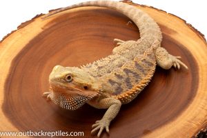 Bearded dragon for sale