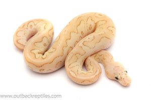 pastel lesser clown ball python for sale