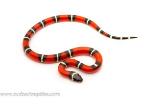 Nelsons Milk Snake