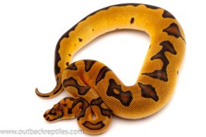clown ball python for sale