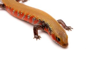 Fire skink for sale