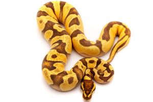 OD Enchi Ball python for sale